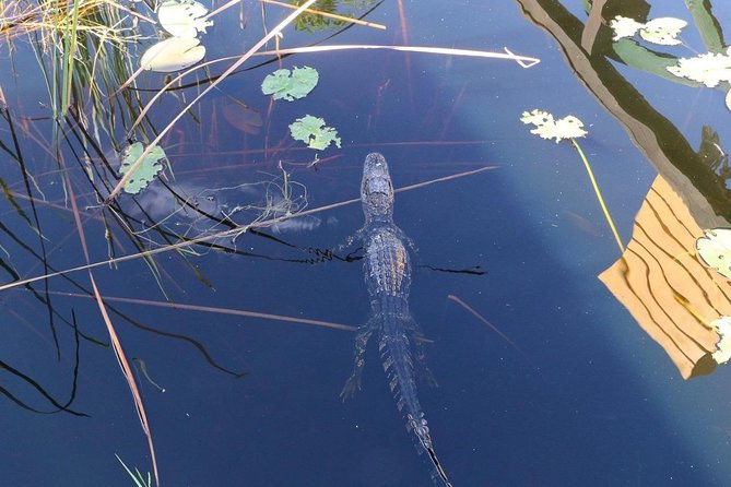 Everglades Airboat Safari Adventure with Transportation - Round-Trip Transportation and Traffic: Why Your Day Can Run Long