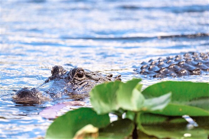 Everglades Holiday Park Airboat Tours & Rides - The 60-Minute Airboat Cruise: Live Narration on the Wetlands