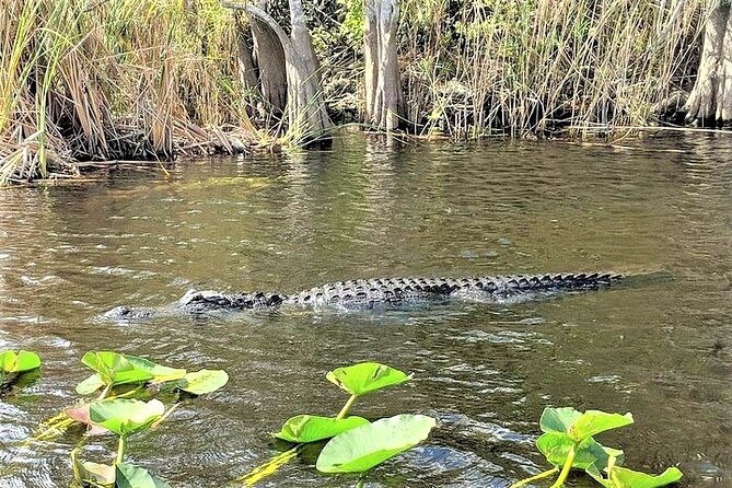Everglades Holiday Park Airboat Tours & Rides - Guide Style Makes the Trip: Captain JoJo and Captain Sebastian Examples