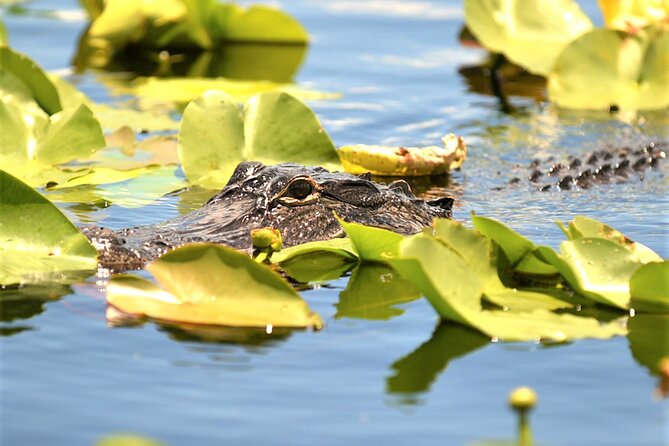 Everglades Holiday Park Airboat Tours & Rides - The Practical Stuff: When Lines Happen and Boat Type Matters