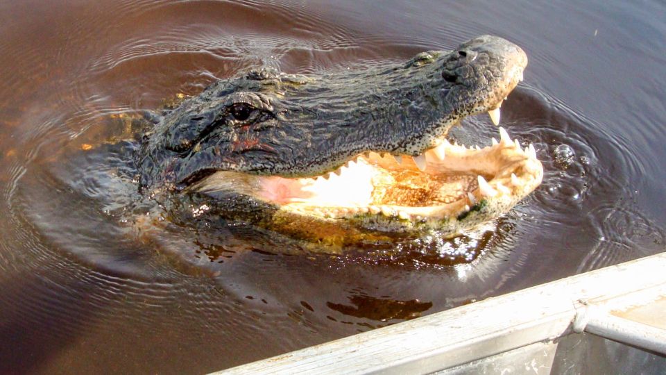 Everglades: Mangrove Maze Airboat Tour and Boardwalk - Wildlife spotting without the wishful thinking