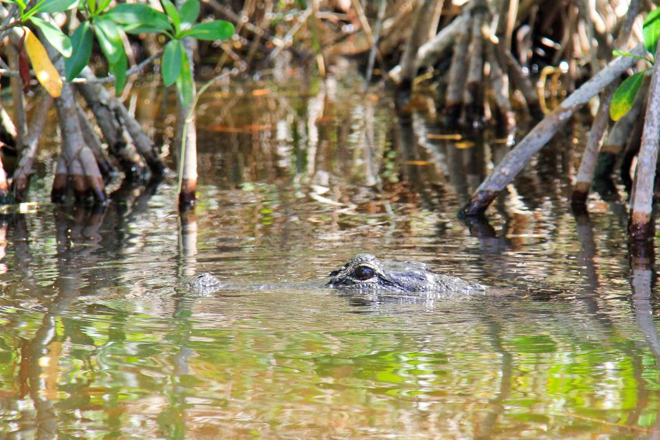 Everglades: Mangrove Maze Airboat Tour and Boardwalk - Time on the water vs time on land: plan for flexibility