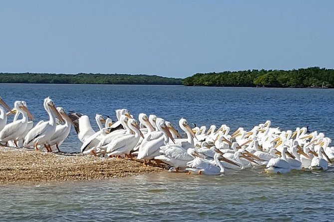 Everglades National Park Biologist Led Adventure: Cruise, Hike + Airboat - Big Cypress National Preserve Hike and Wildlife Drive: How the Ecosystem Changes