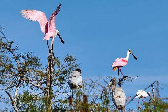 Everglades National Park Biologist Led Adventure: Cruise, Hike + Airboat - Smallwood Store in Everglades History Country