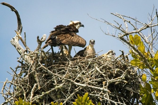 Everglades National Park Biologist Led Adventure: Cruise, Hike + Airboat - Lunch in Chokoloskee: Seafood With Options for Everyone