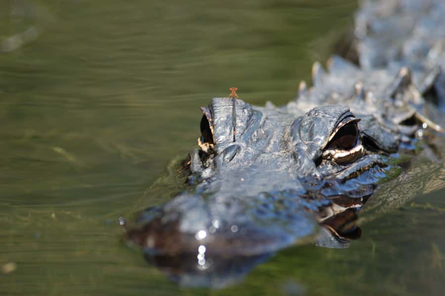 Everglades National Park: Mangrove Tunnel Kayak Eco-Tour - Key Takeaways Before You Paddle
