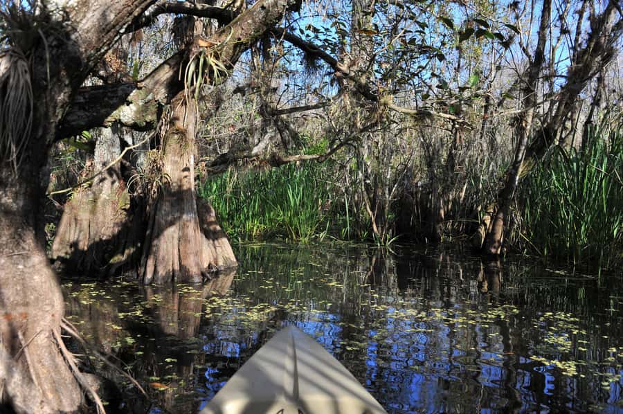 Everglades National Park: Mangrove Tunnel Kayak Eco-Tour - Wildlife you might see: herons, spoonbills, wood storks, and alligators