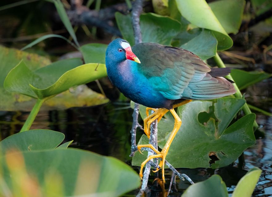 Everglades National Park: Mangrove Tunnel Kayak Eco-Tour - Who should book this mangrove tunnel kayak tour