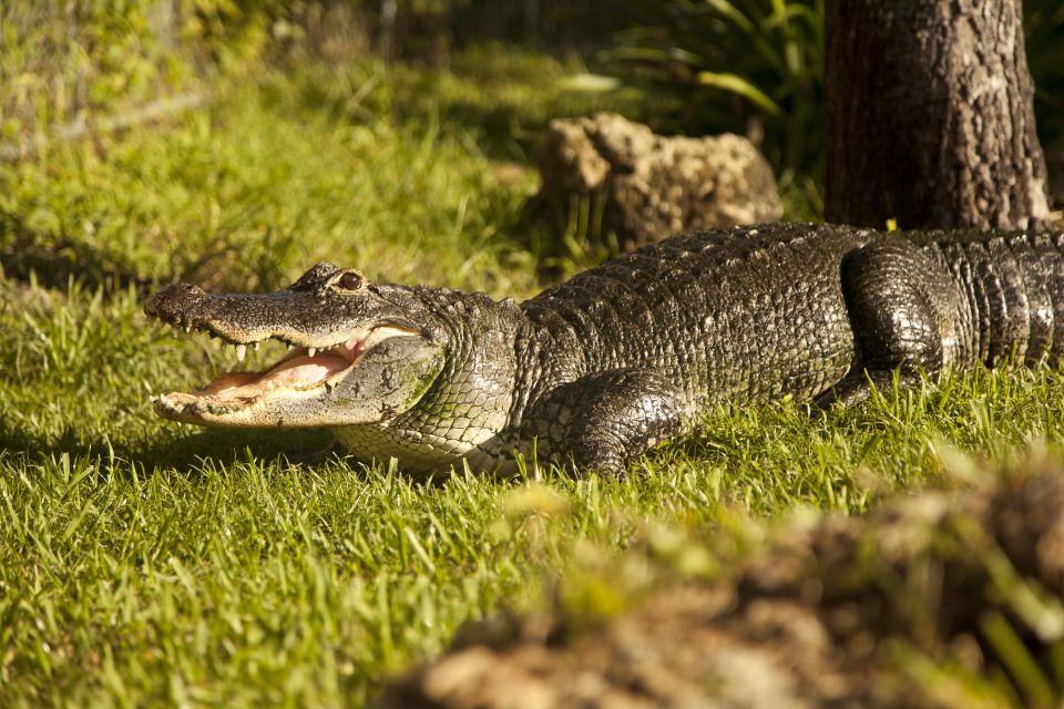 Everglades: Sawgrass Park Day Time Airboat Tour & Exhibits - Wildlife viewing odds: how to maximize your chance of seeing alligators