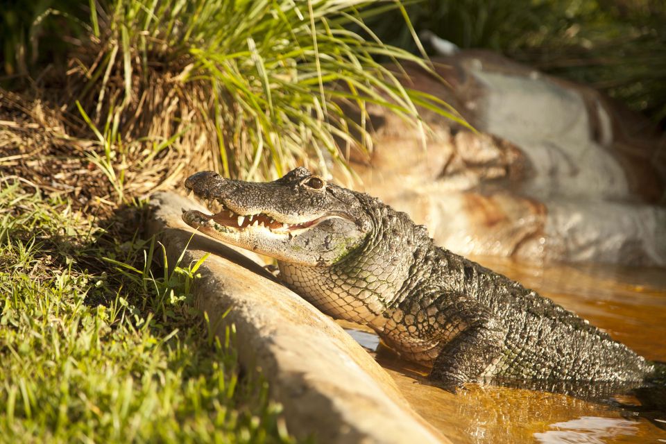Everglades: Sawgrass Park Day Time Airboat Tour & Exhibits - Accessibility and who should think twice