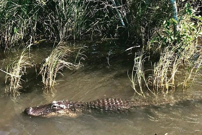 Everglades Small-Group Tour from Miami with Transportation - Wildlife: What You Can Hope For (and How to Increase Your Odds)