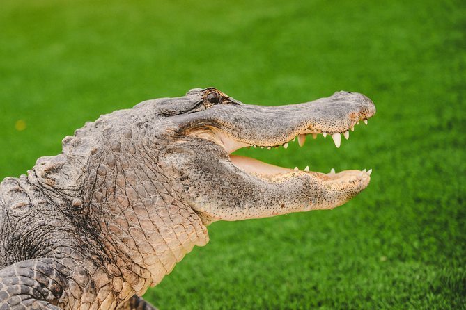 Everglades VIP Airboat Tour with Transportation Included - Fort Lauderdale pickup that keeps your day on schedule