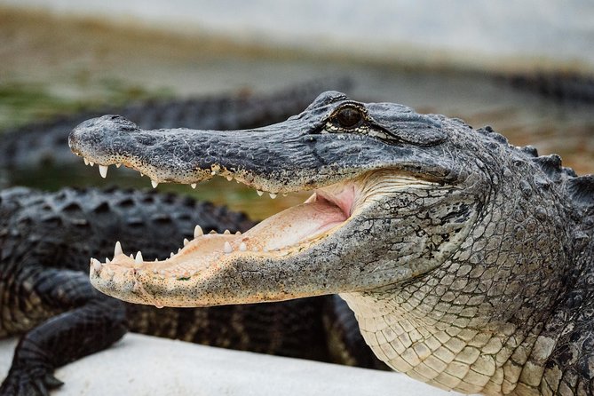 Everglades VIP Airboat Tour with Transportation Included - Wildlife spotting tips that make the tour better