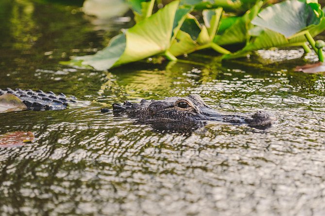 Everglades VIP Airboat Tour with Transportation Included - Price and value for a $65 airboat day