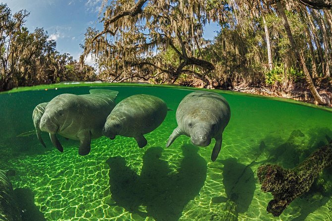 Exclusive Small Group VIP Heated Manatee Snorkel Tour - Pricing and what you’re really paying for