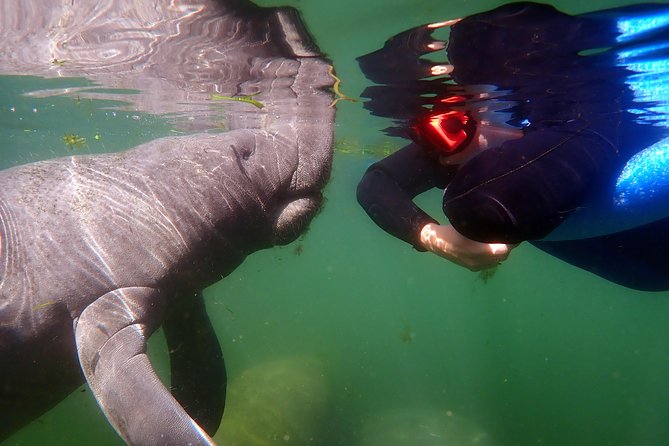 Exclusive Small Group VIP Heated Manatee Snorkel Tour - In-water time: snorkeling with manatees the passive way
