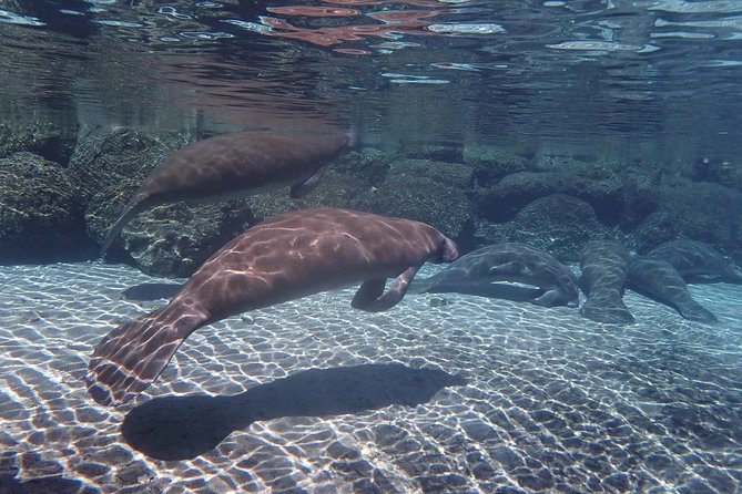 Exclusive Small Group VIP Heated Manatee Snorkel Tour - Stop 1 at River Ventures: the full-cycle experience (before and after)