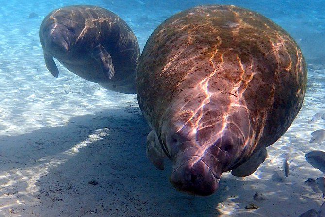 Exclusive Small Group VIP Heated Manatee Snorkel Tour - Meeting River Ventures: the short intro that pays off later