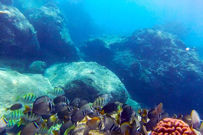First-Time Scuba Diving in Honolulu + Free Videos - Key Takeaways Before You Go