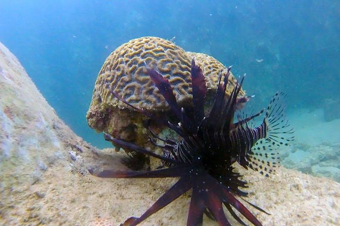 First-Time Scuba Diving in Honolulu + Free Videos - GoPro Photos and Videos: Your Take-Home Memory