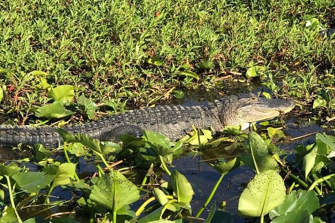 Florida Everglades Airboat Tour and Wild Florida Admission with Optional Lunch - The Airboat Ride: 30 or 60 Minutes Through 4,200 Acres