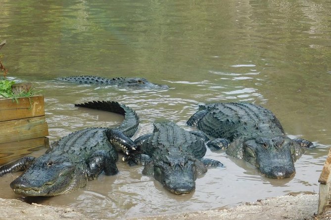 Florida Everglades Airboat Tour and Wild Florida Admission with Optional Lunch - Wild Florida Gator Park: The Included Animal Park That Extends the Value