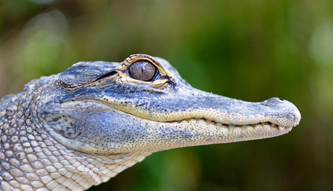 Florida Everglades Airboat Tour and Wild Florida Admission with Optional Lunch - The Real Star: Captains Who Know Where to Look
