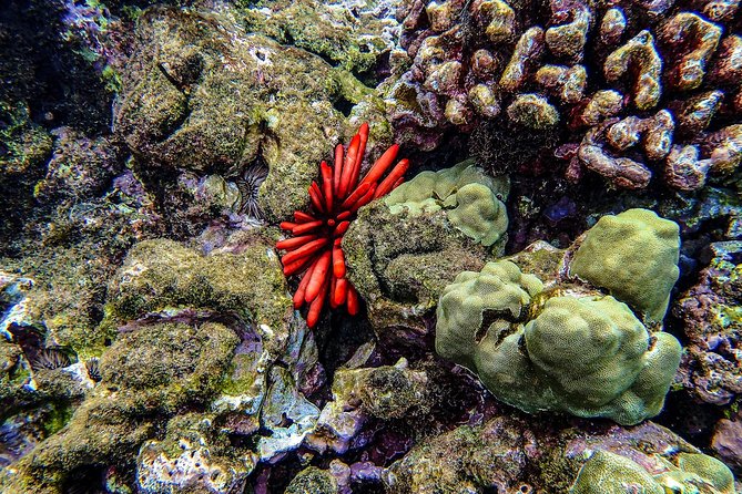 Four Winds Molokini Snorkeling Tour from Maalaea Harbor - Food and drinks: what’s included (and the one caution I’d plan for)