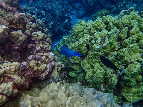 Four Winds Molokini Snorkeling Tour from Maalaea Harbor - Weather, alternate locations, and safety-first decisions