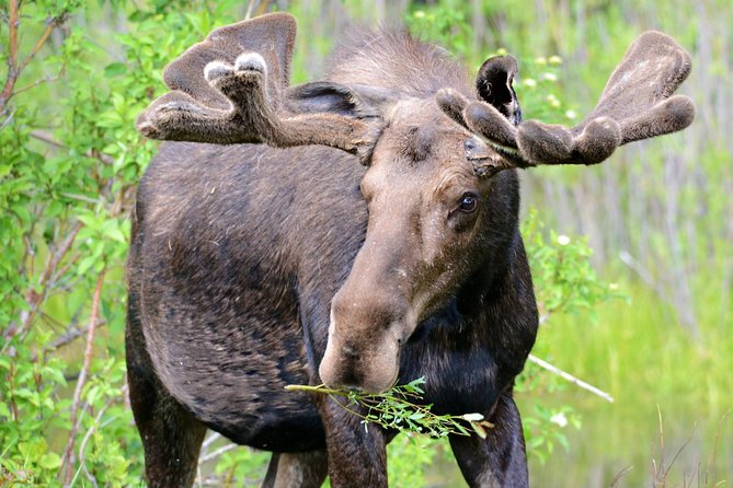 From Jackson Hole: Yellowstone Old Faithful, Waterfalls and Wildlife Day Tour - Yellowstone’s Lower Loop: where the day actually delivers variety