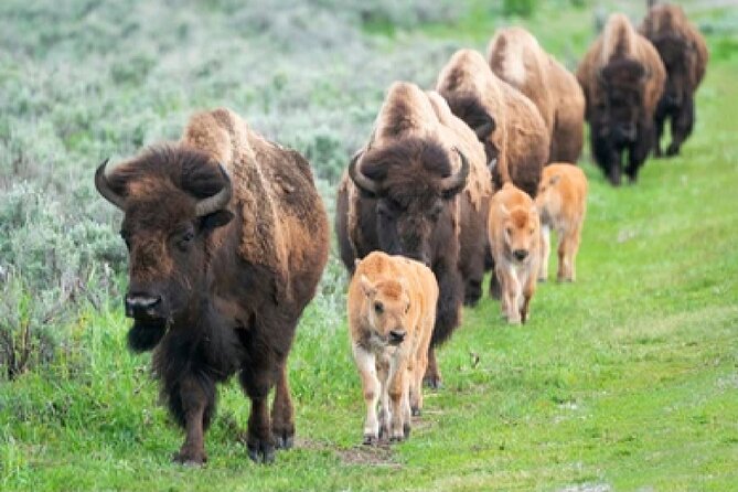 From Jackson Hole: Yellowstone Old Faithful, Waterfalls and Wildlife Day Tour - Fountain Paint Pots and West Thumb: color, steam, and the science of mud