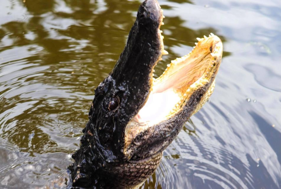 From Lafitte: Swamp Tours South of New Orleans by Airboat - Key things I’d center before you go