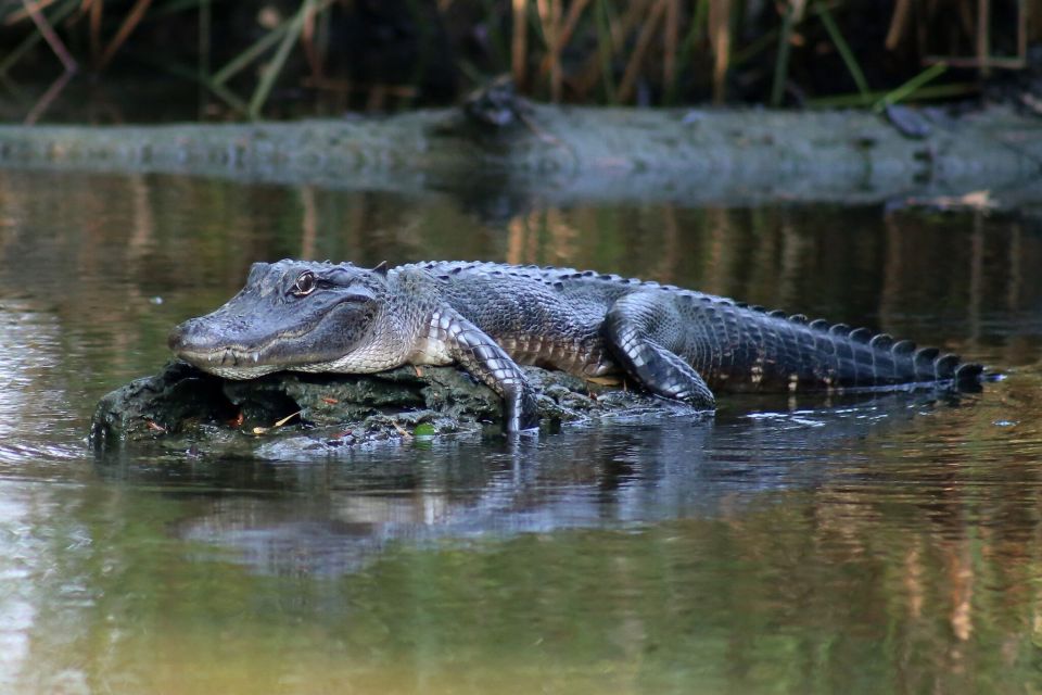 From Lafitte: Swamp Tours South of New Orleans by Airboat - Why this airboat tour south of New Orleans feels different