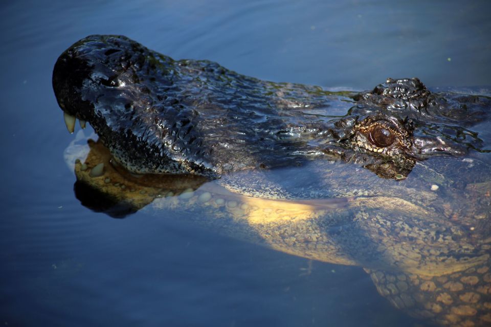 From Lafitte: Swamp Tours South of New Orleans by Airboat - Sugar and Flour: the albino alligator stop you should plan around