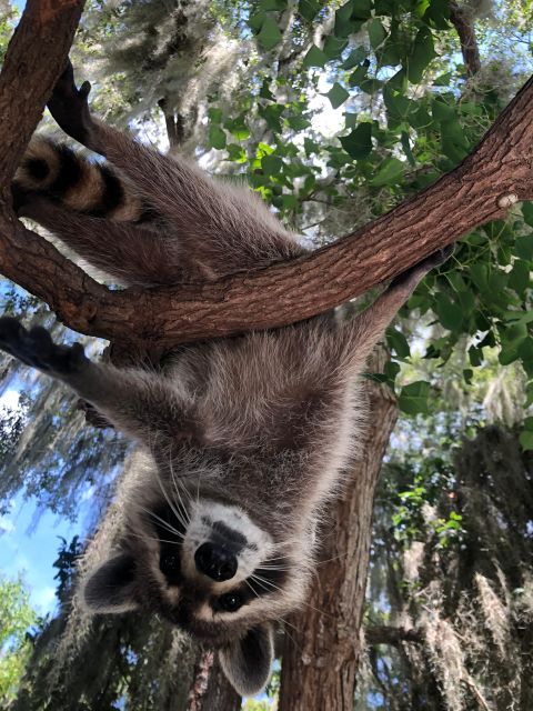 From Lafitte: Swamp Tours South of New Orleans by Airboat - Who should book this, and who should skip it