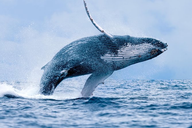 From Maalaea: Whale Watching Tour Aboard the Quicksilver - Why Maalaea’s Quicksilver Cruise Feels Faster Than It Sounds
