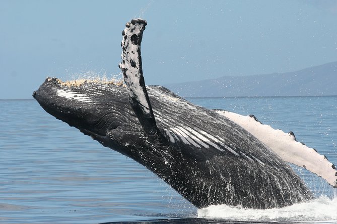 From Maalaea: Whale Watching Tour Aboard the Quicksilver - Humpback Whale Season: What Dec–April Usually Brings