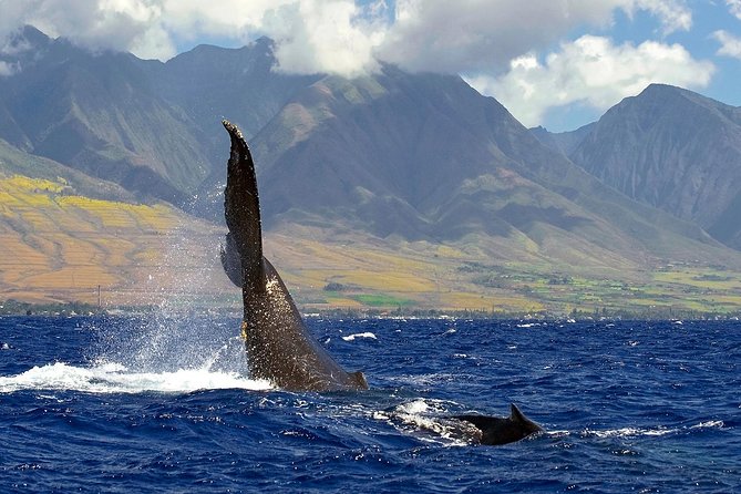 From Maalaea: Whale Watching Tour Aboard the Quicksilver - What the Two Hours Feel Like (A Realistic Cruise Flow)