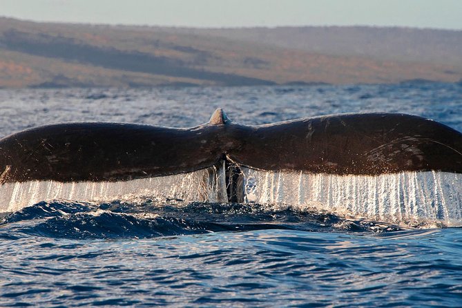 From Maalaea: Whale Watching Tour Aboard the Quicksilver - Tips to Improve Your Chances (and Your Comfort)
