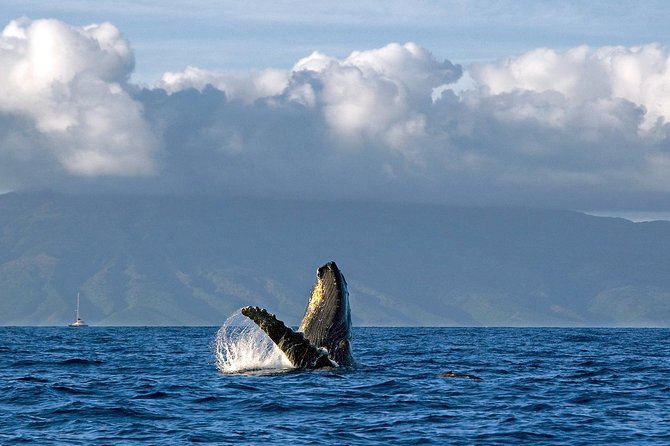 From Maalaea: Whale Watching Tour Aboard the Quicksilver - Price and Value at $49.95: What You’re Really Buying
