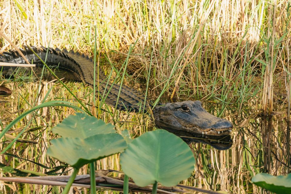 From Miami: Everglades Airboat, Wildlife Show & Bus Transfer - The wildlife show with alligator trainers: what you’ll see and how to read it