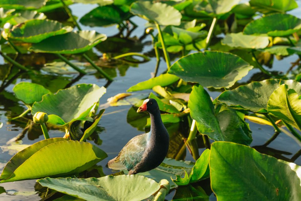 From Miami: Everglades Airboat, Wildlife Show & Bus Transfer - Price and logistics: when $49 feels like a win