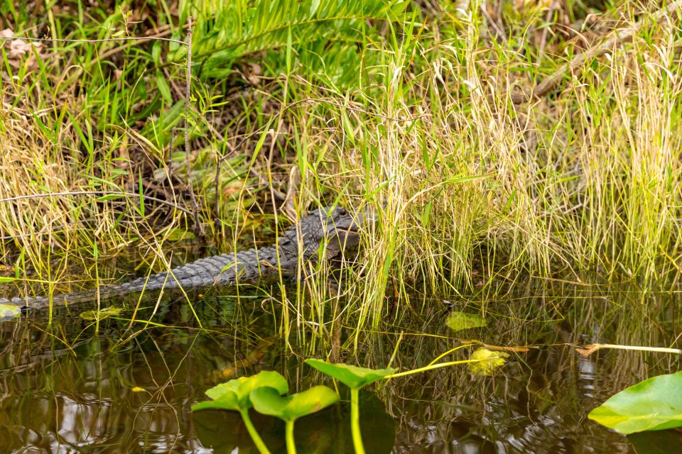 From Miami: Everglades Wildlife Show, Airboat & Bus Transfer - Alligator show and park time: trainers, exhibits, and close-up moments