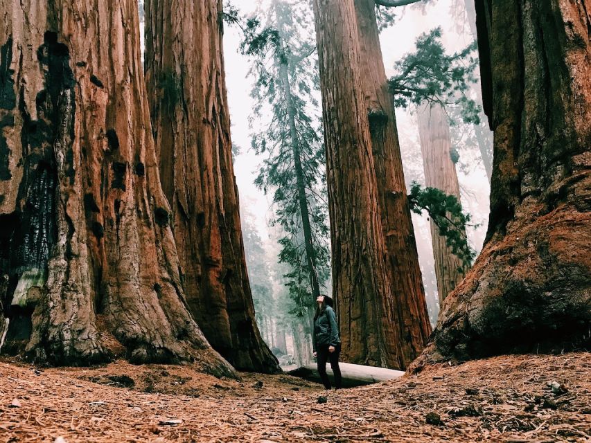 From San Francisco: Day Trip to Yosemite National Park - Price and value: what $209 buys, and what might cost extra