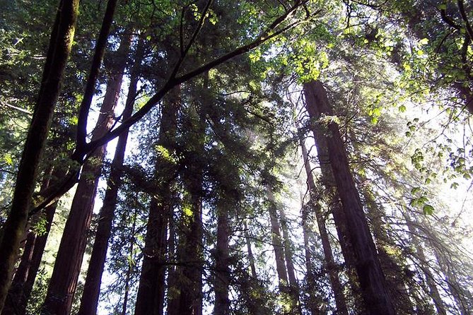 From San Francisco: Guided Tour to Muir Woods and Sausalito - Leaving San Francisco in Style: Mini-bus Comfort and Golden Gate Views