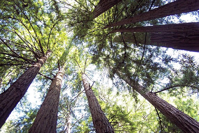 From San Francisco: Guided Tour to Muir Woods and Sausalito - Guide Style and Audio: Lester, James, Grady, Patrick, and Your Headphones