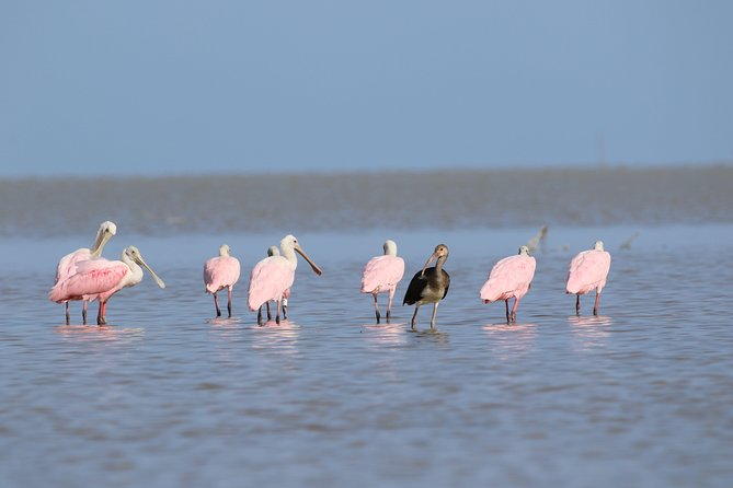 Full-Day Kayak Adventure in the Everglades - Key Highlights You’ll Actually Feel