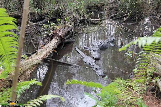 Full-Day Kayak Adventure in the Everglades - The Everglades in Motion: Why This Trip Works