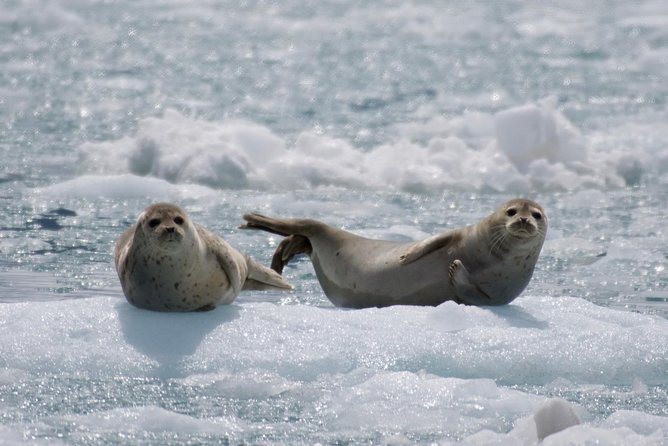Full-Day Kenai Fjords National Park Cruise - Bear Glacier and Holgate Glacier: Why the Timing Matters