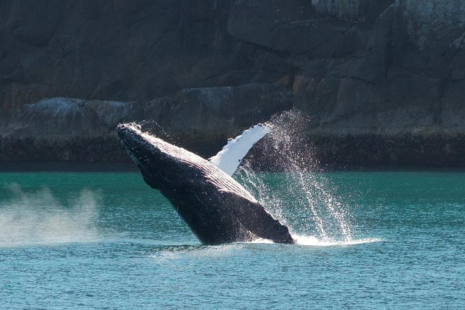 Full-Day Kenai Fjords National Park Cruise - Aialik Bay and the Pronounced-I-al-ik Moment